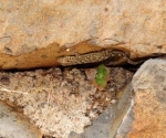 Gecko